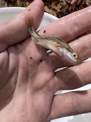 Chrosomus erythrogaster