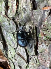 Geotrupes balyi