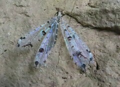 Dendroleon obsoletus