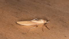 Calamidia hirta