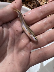 Chrosomus erythrogaster