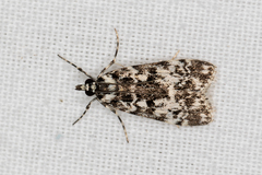 Scoparia exhibitalis