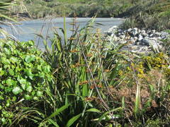 Phormium