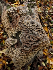 Trametes versicolor