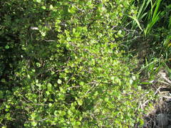Muehlenbeckia australis