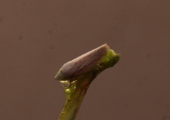 Prairiana
