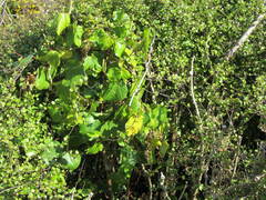 Muehlenbeckia australis