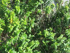 Veronica elliptica