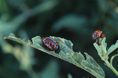 Calligrapha serpentina
