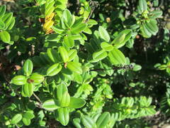 Veronica elliptica