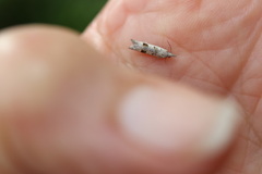 Spilonota constrictana