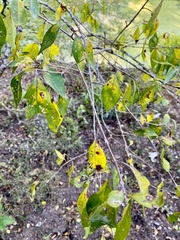 Forestiera acuminata