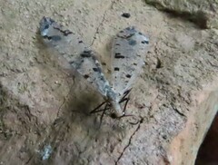 Dendroleon obsoletus