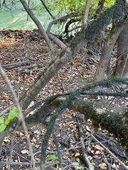 Forestiera acuminata