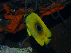 Chaetodon bennetti