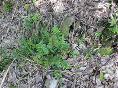 Asplenium obtusatum