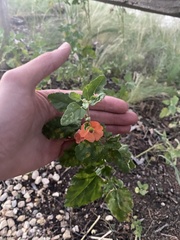 Sphaeralcea fendleri