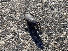 Sphenophorus coesifrons