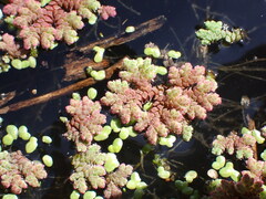 Azolla rubra