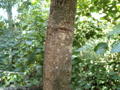 Passiflora tetrandra