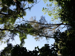 Passiflora tetrandra