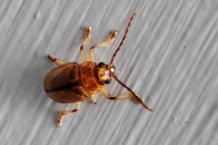 Eucolaspis