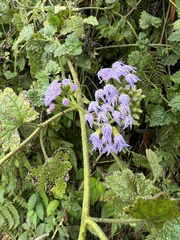 Fleischmannia pycnocephala