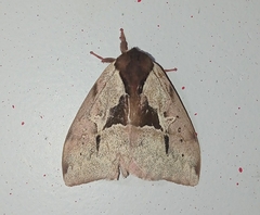 Dirphiopsis multicolor