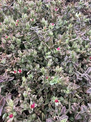 Mesembryanthemum cordifolium