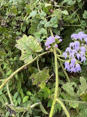 Fleischmannia pycnocephala