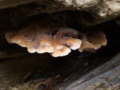 Amylocystis lapponica