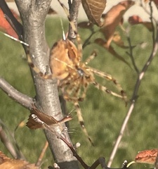 Araneus diadematus