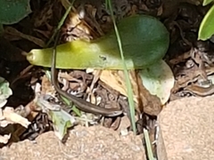 Lampropholis guichenoti