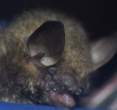 Perimyotis subflavus
