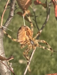 Araneus diadematus