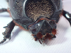Oryctes rhinoceros