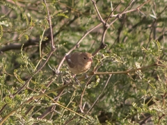 Passerina cyanea