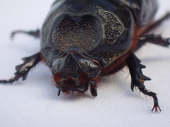 Oryctes rhinoceros