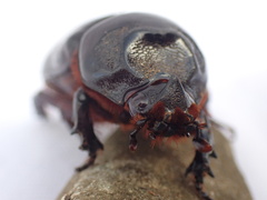Oryctes rhinoceros