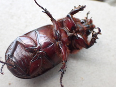 Oryctes rhinoceros