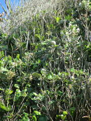 Brachyglottis repanda