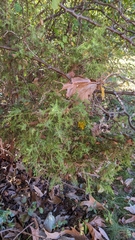 Juniperus virginiana