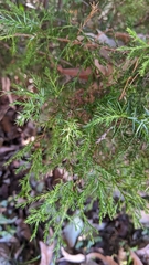Juniperus virginiana