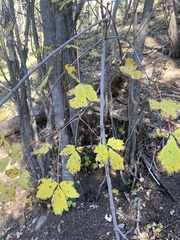 Acer glabrum