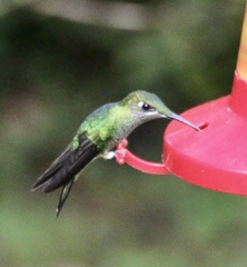 Heliodoxa leadbeateri