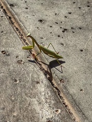 Stagmomantis limbata