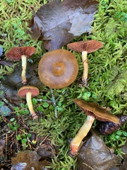 Cortinarius tinctorum