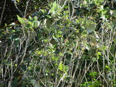 Brachyglottis repanda