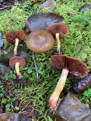 Cortinarius tinctorum