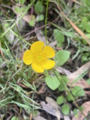 Ranunculus lappaceus